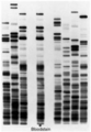 Thumbnail for version as of 03:11, 23 June 2009