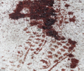 Thumbnail for version as of 21:12, 26 July 2017