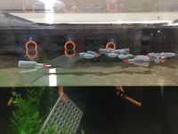 Auv13.jpg