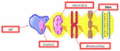 Thumbnail for version as of 03:10, 23 June 2009